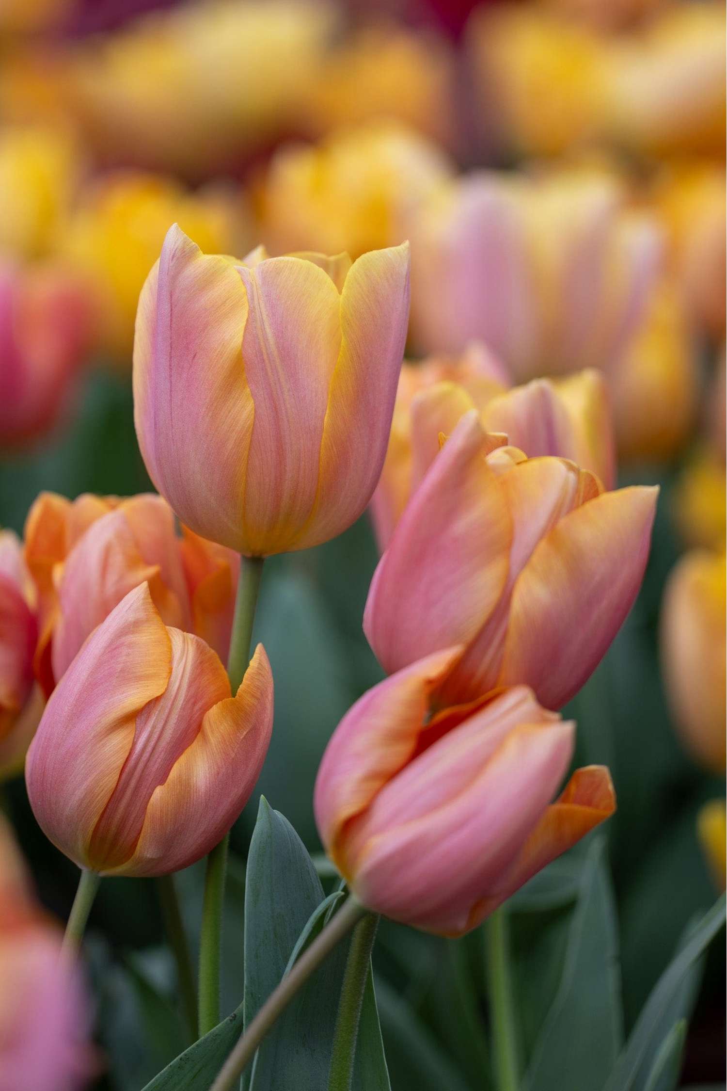Tulipe 'Jimmy'